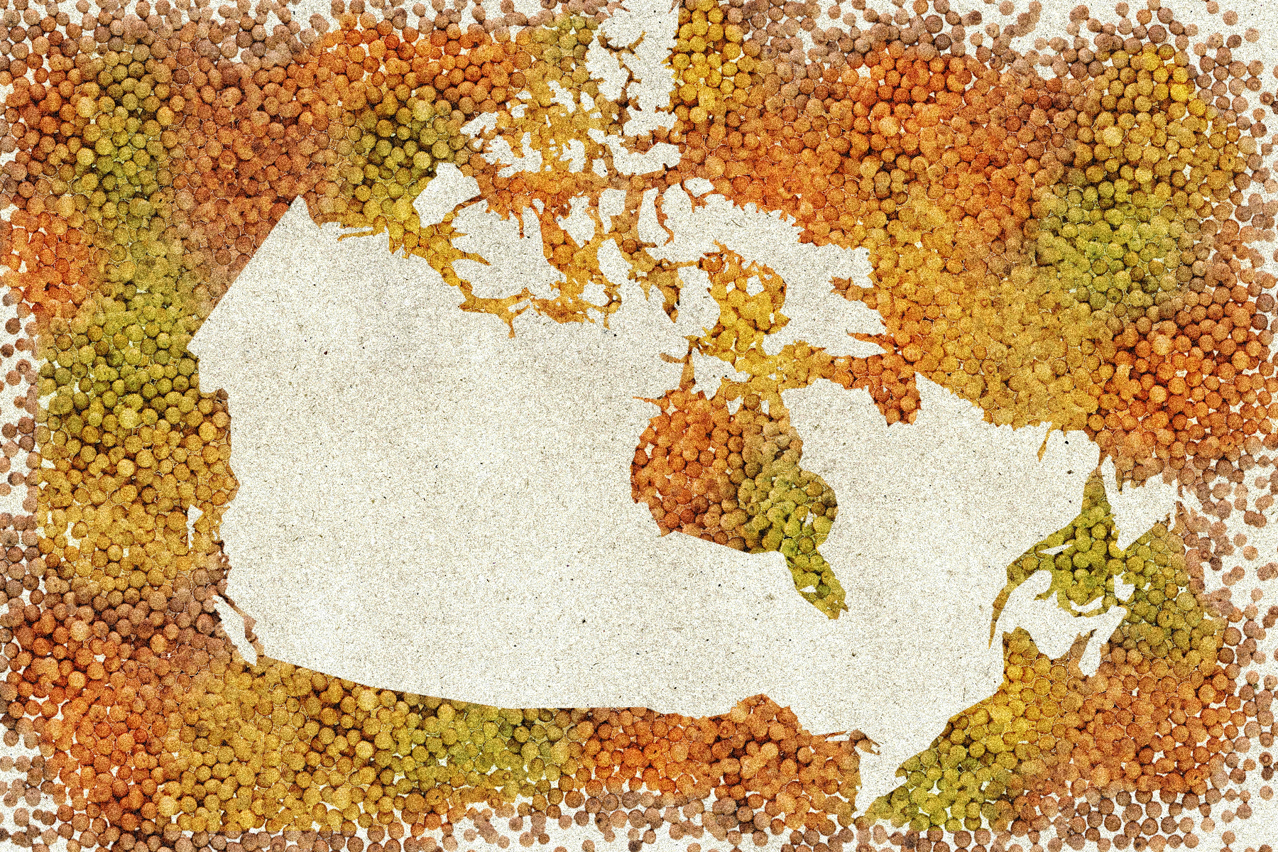 Photo illustration of a map of Canada outlined by clusters of lentils of various colours like orange, yellow, green, brown.